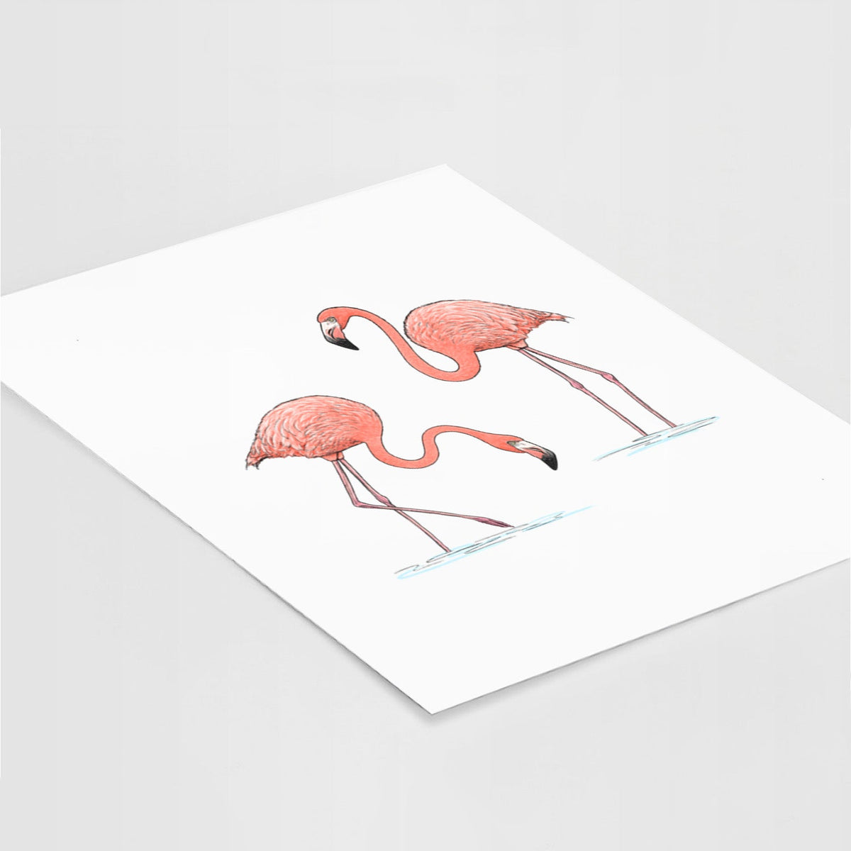 American Flamingos - Phoenicopterus ruber - Fine Art Print