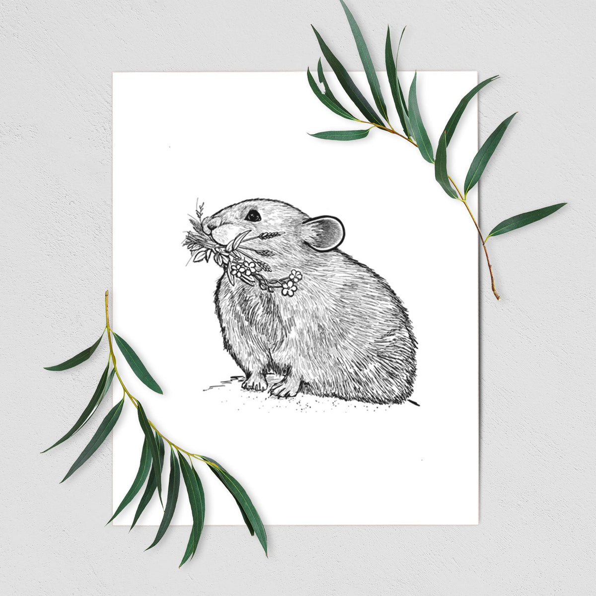 Ochotona princeps - American Pika - Fine Art Print