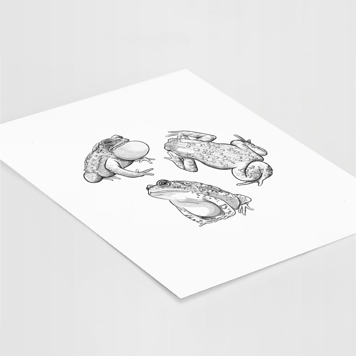 American Toads - Anaxyrus americanus - Fine Art Print