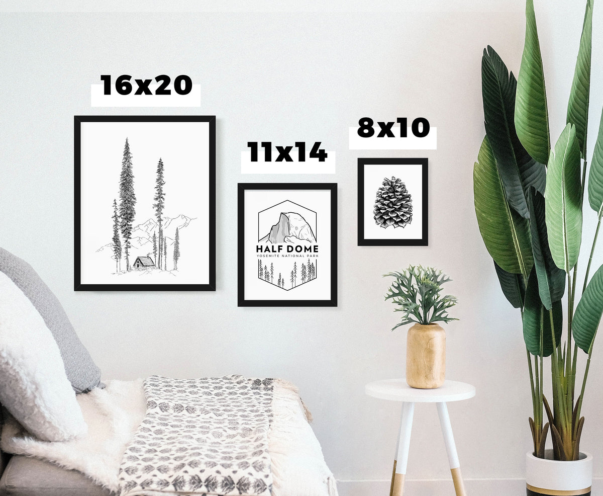 Barred Owl - Strix varia - Fine Art Print