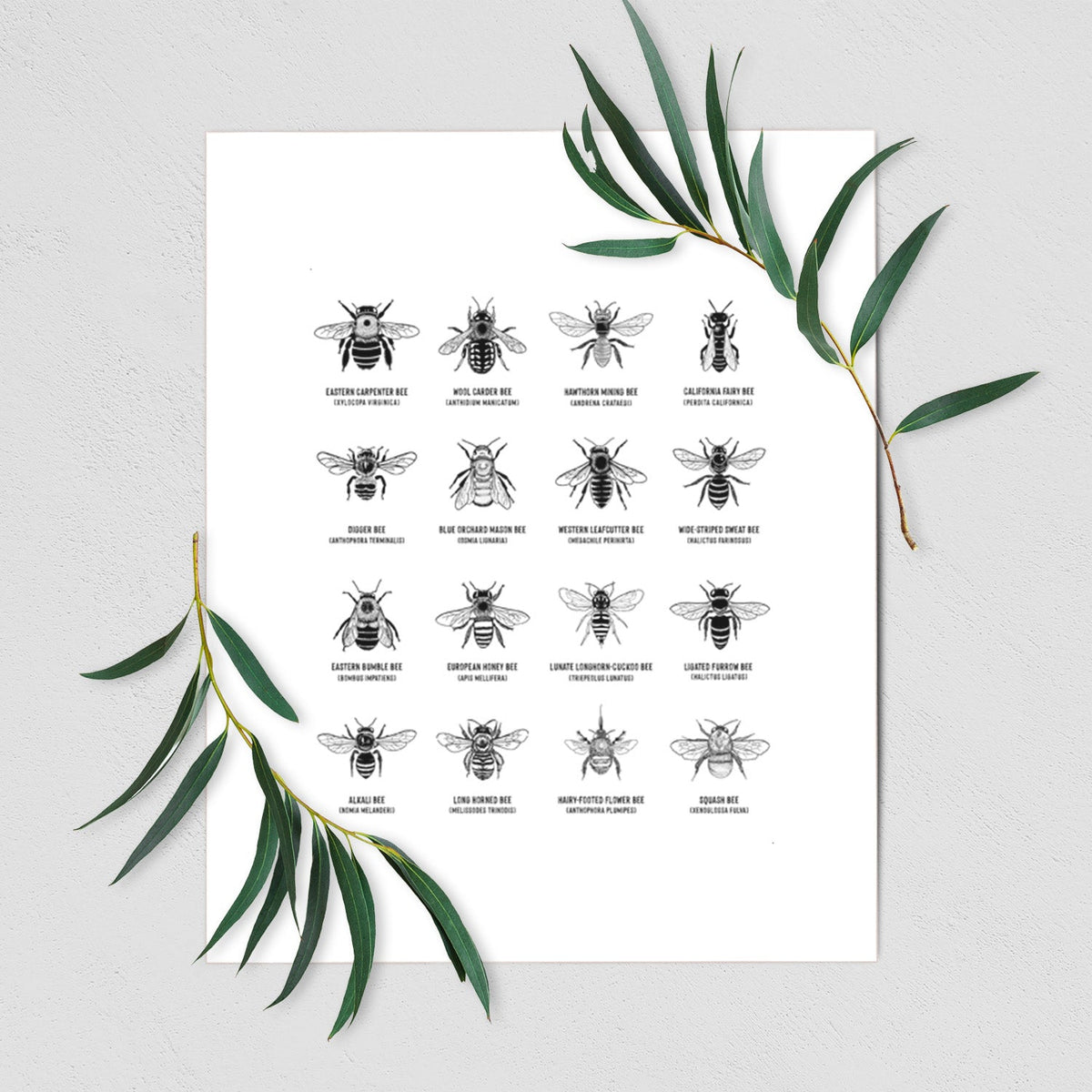 Bee Chart - Bees in North America - Fine Art Print