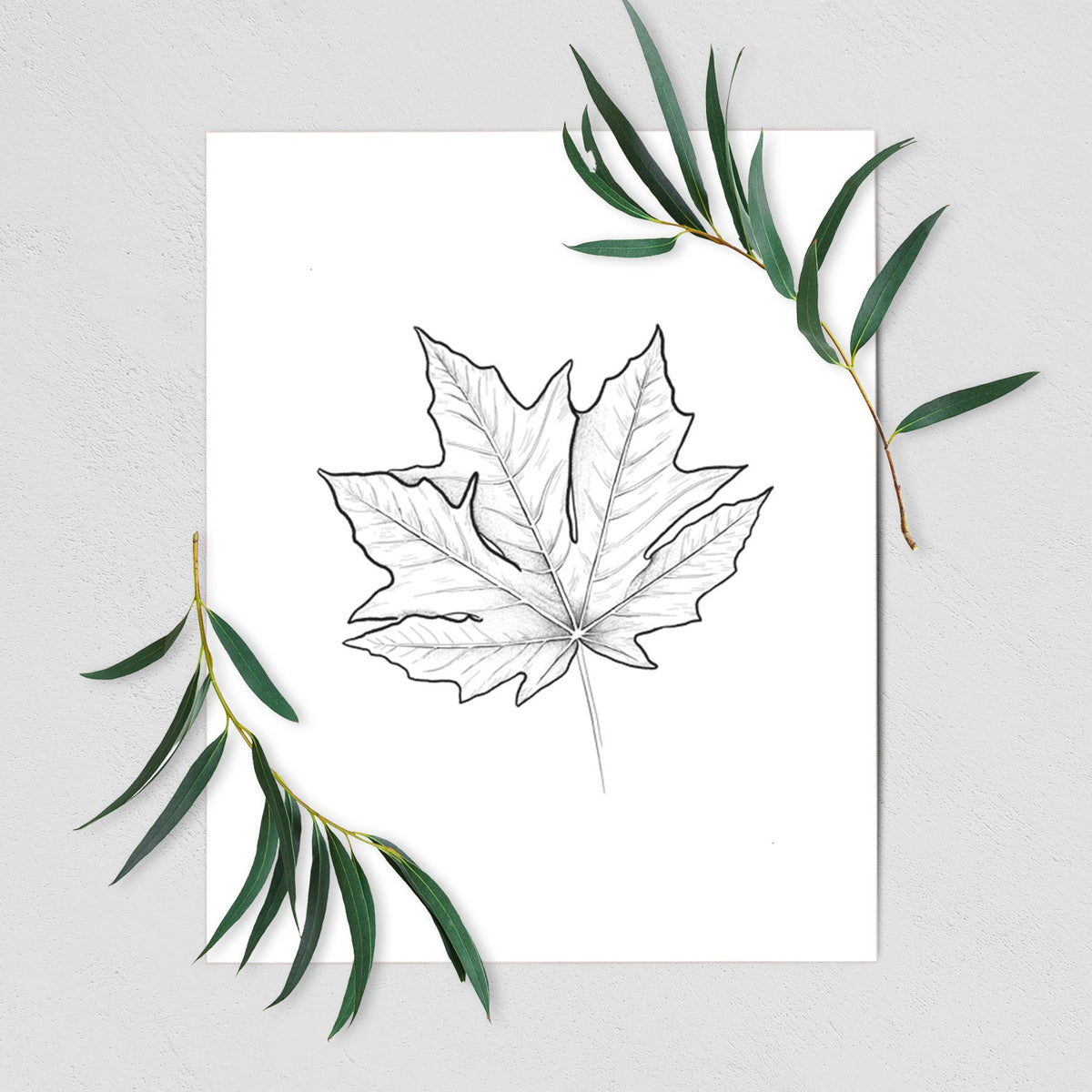 Bigleaf Maple - Acer macrophyllum - Fine Art Print