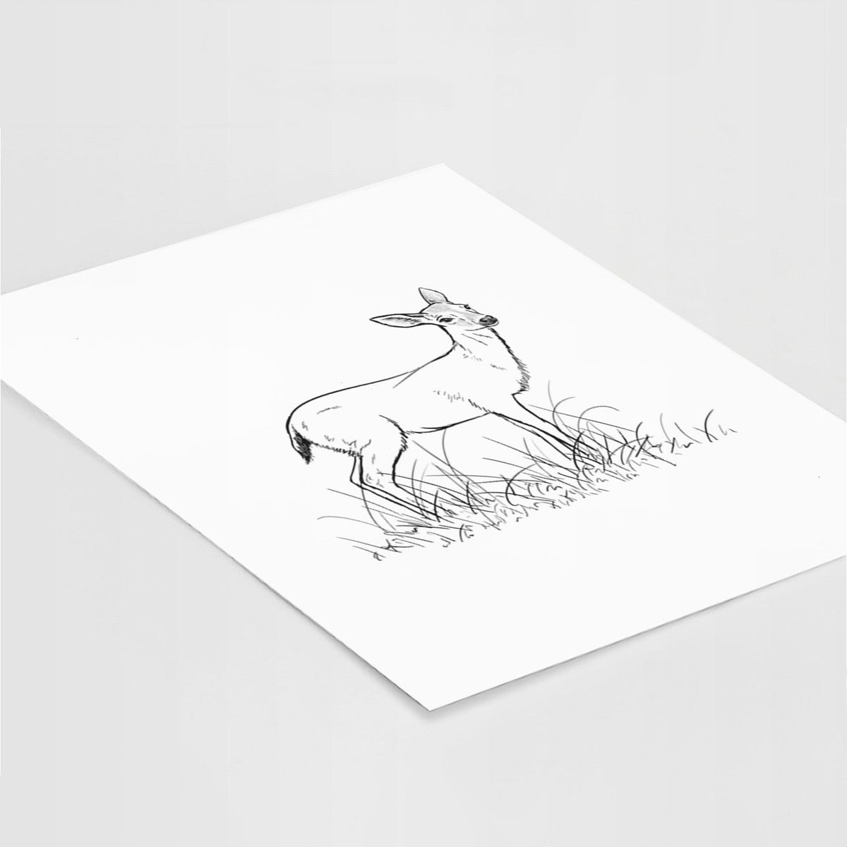 Black-tailed Deer Doe - Odocoileus hemionus hemionus - Fine Art Print