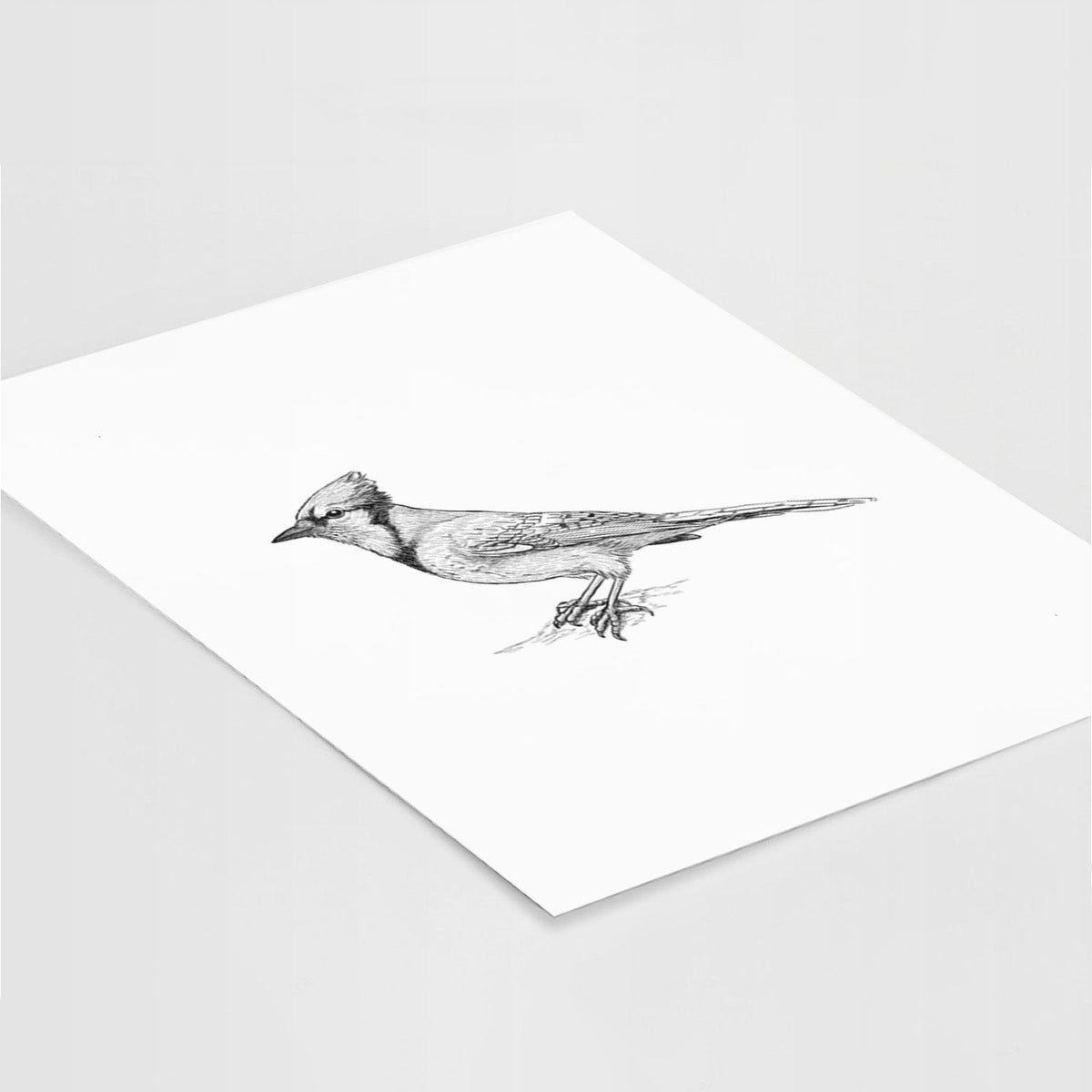 Blue Jay - Cyanocitta cristata - Fine Art Print