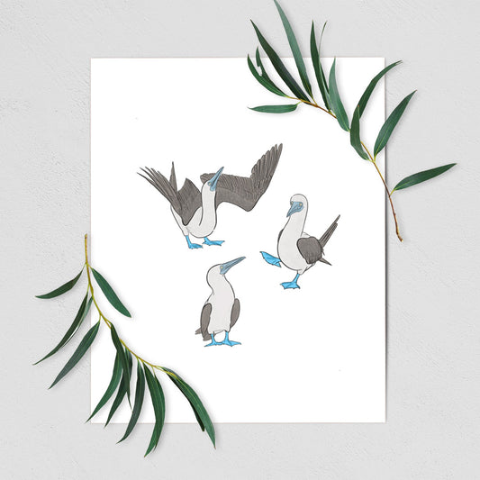 Blue-footed Booby Trio - Sula nebouxii - Fine Art Print