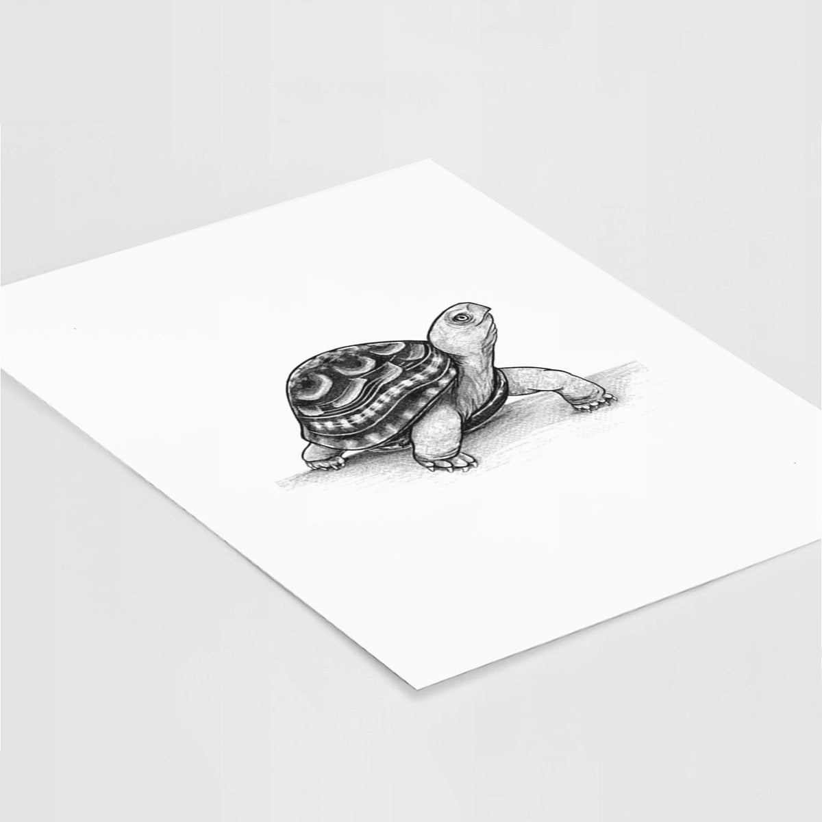Common Box Turtle - Terrapene carolina - Fine Art Print