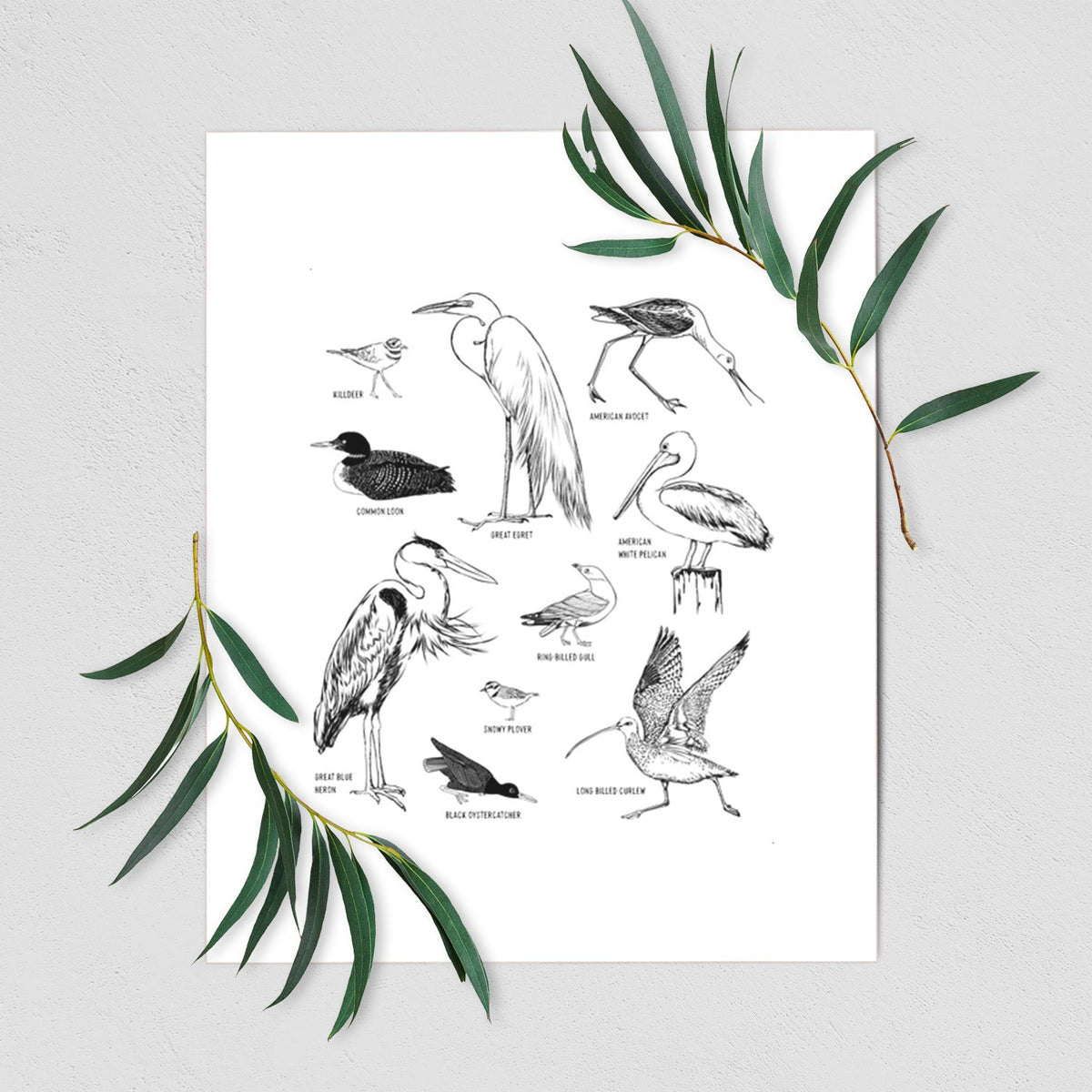 California Shorebirds - Fine Art Print