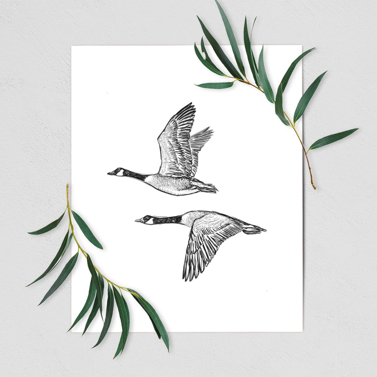 Canada Geese in Flight - Branta canadensis - Fine Art Print