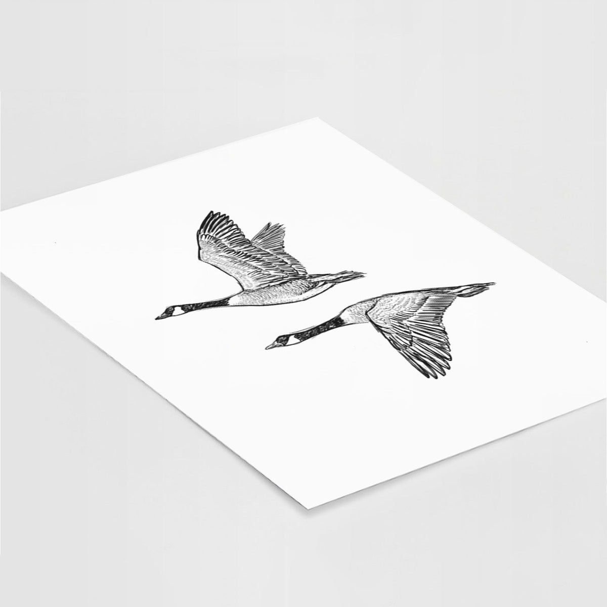 Canada Geese in Flight - Branta canadensis - Fine Art Print