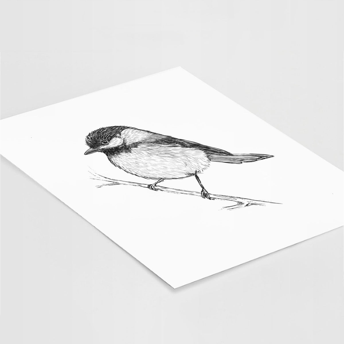 Black-capped Chickadee - Poecile atricapillus - Fine Art Print
