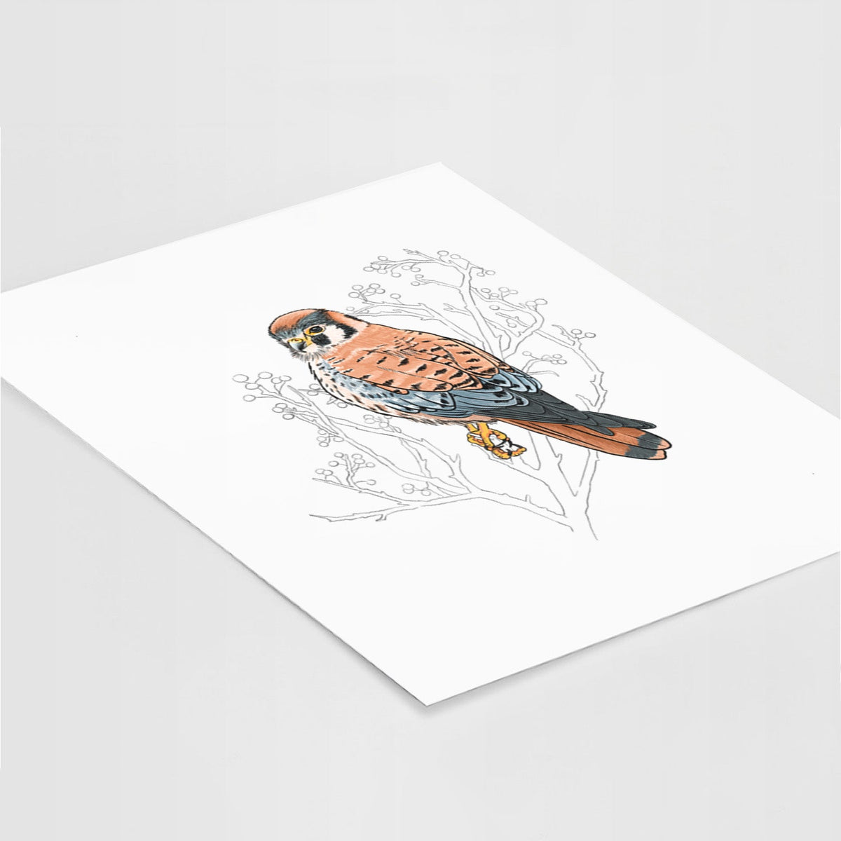 Vibrant American Kestrel - Falco sparverius - Fine Art Print