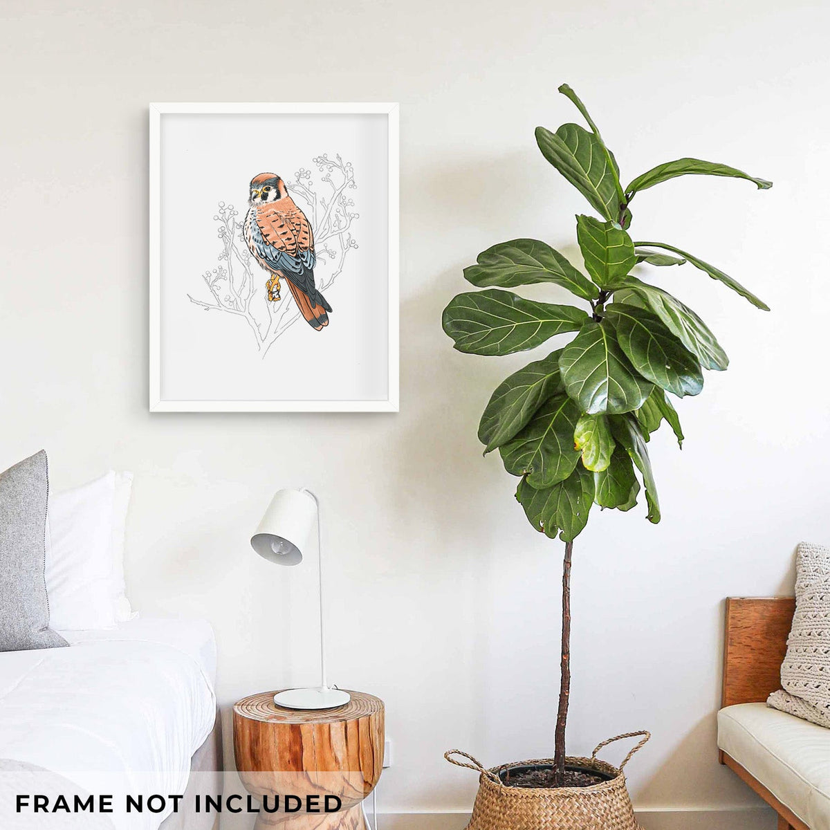 Vibrant American Kestrel - Falco sparverius - Fine Art Print