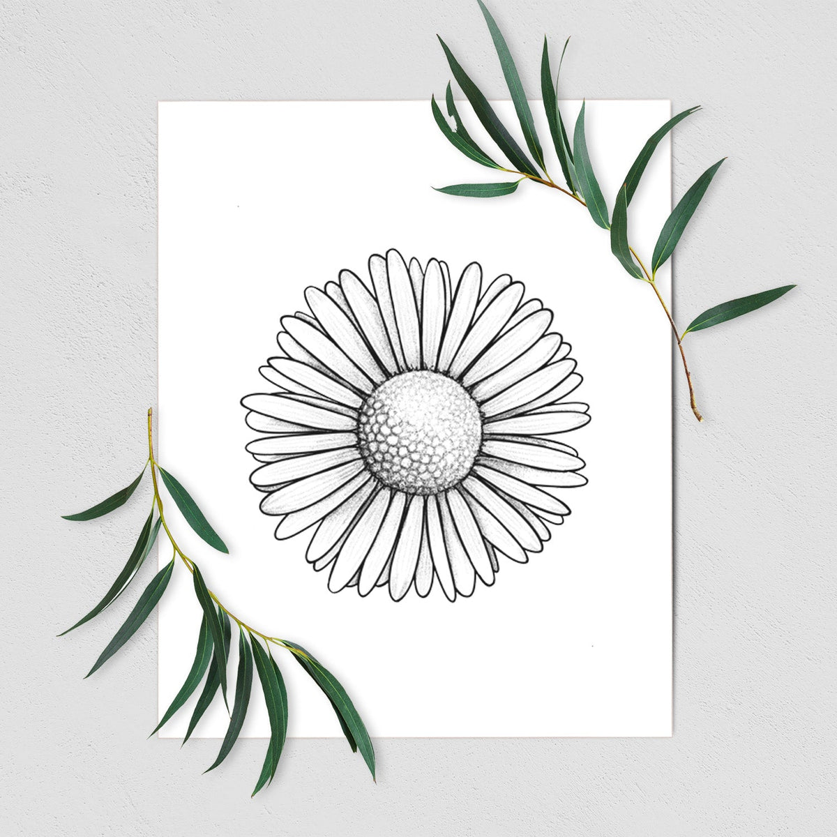 Bellis perennis - The Common Daisy - Fine Art Print