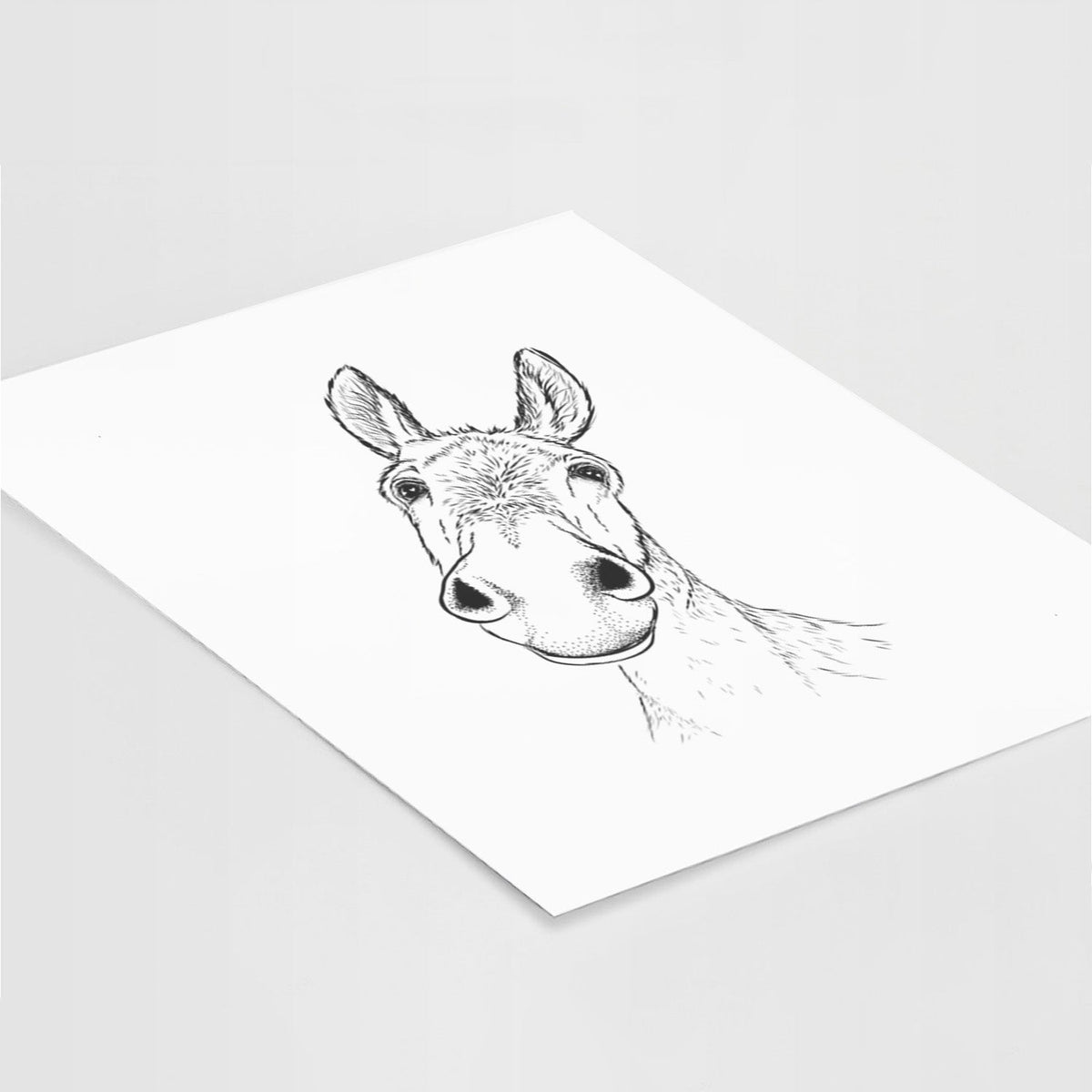 Curious Donkey - Fine Art Print