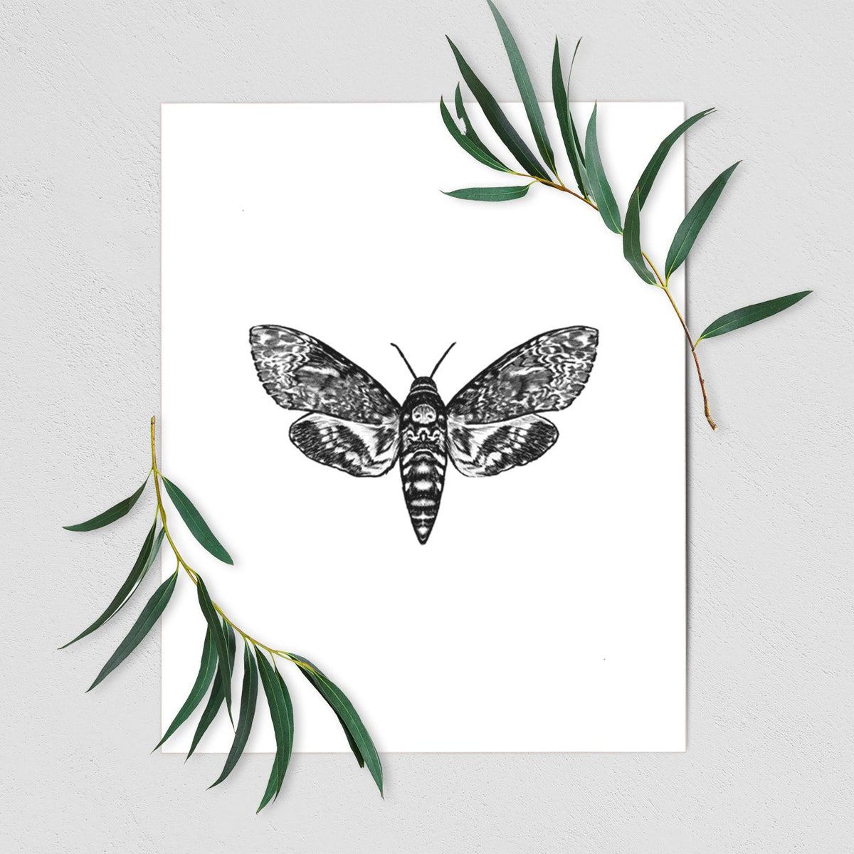 Death's-head Hawkmoth - Acherontia atropos - Fine Art Print