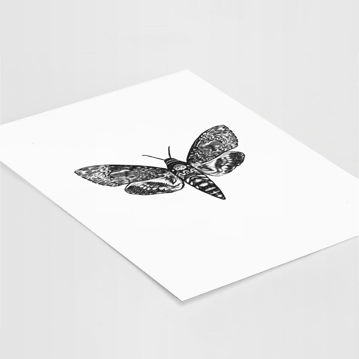 Death's-head Hawkmoth - Acherontia atropos - Fine Art Print