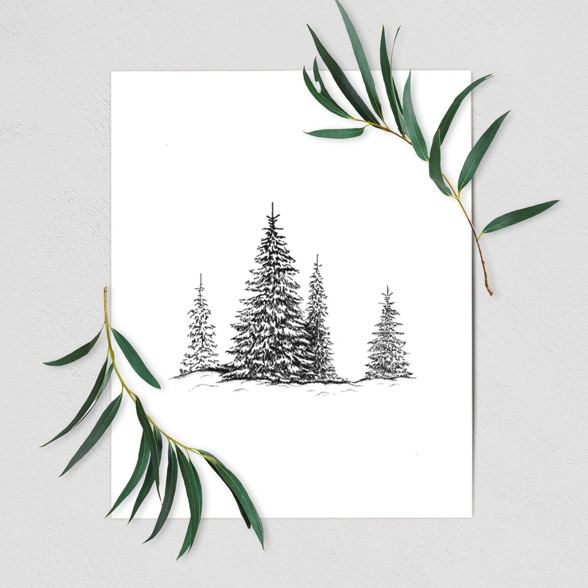 Frosted Evergreens - Fine Art Print