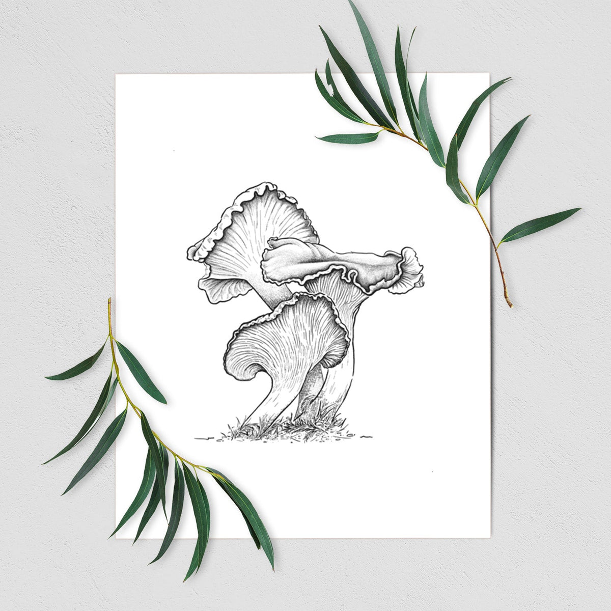 Pacific Golden Chanterelle - Cantharellus formosus - Fine Art Print