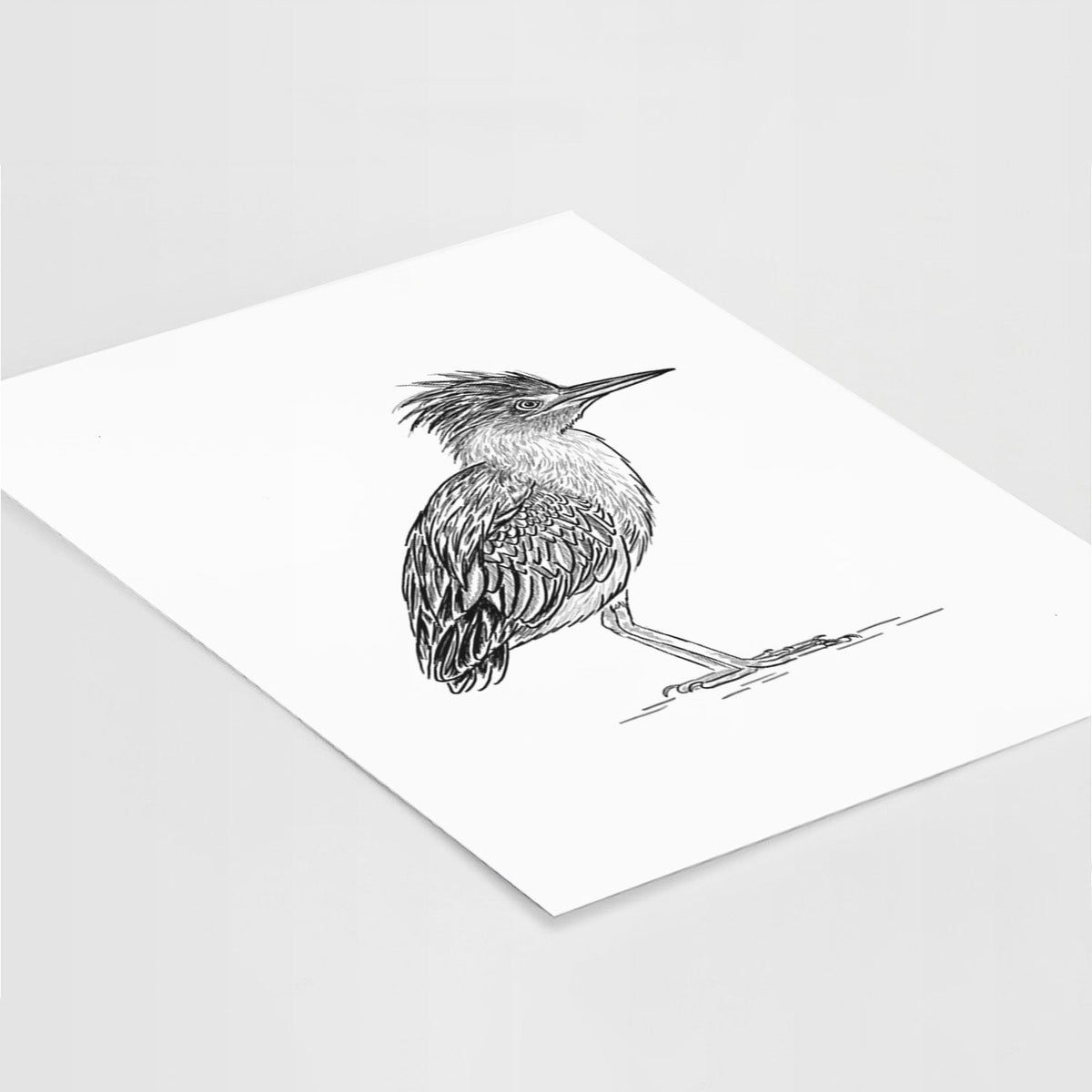 Green Heron - Butorides virescens - Fine Art Print