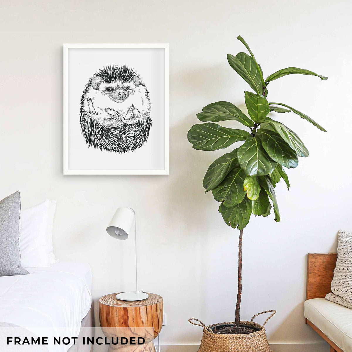 African Pygmy Hedgehog - Atelerix albiventris - Fine Art Print