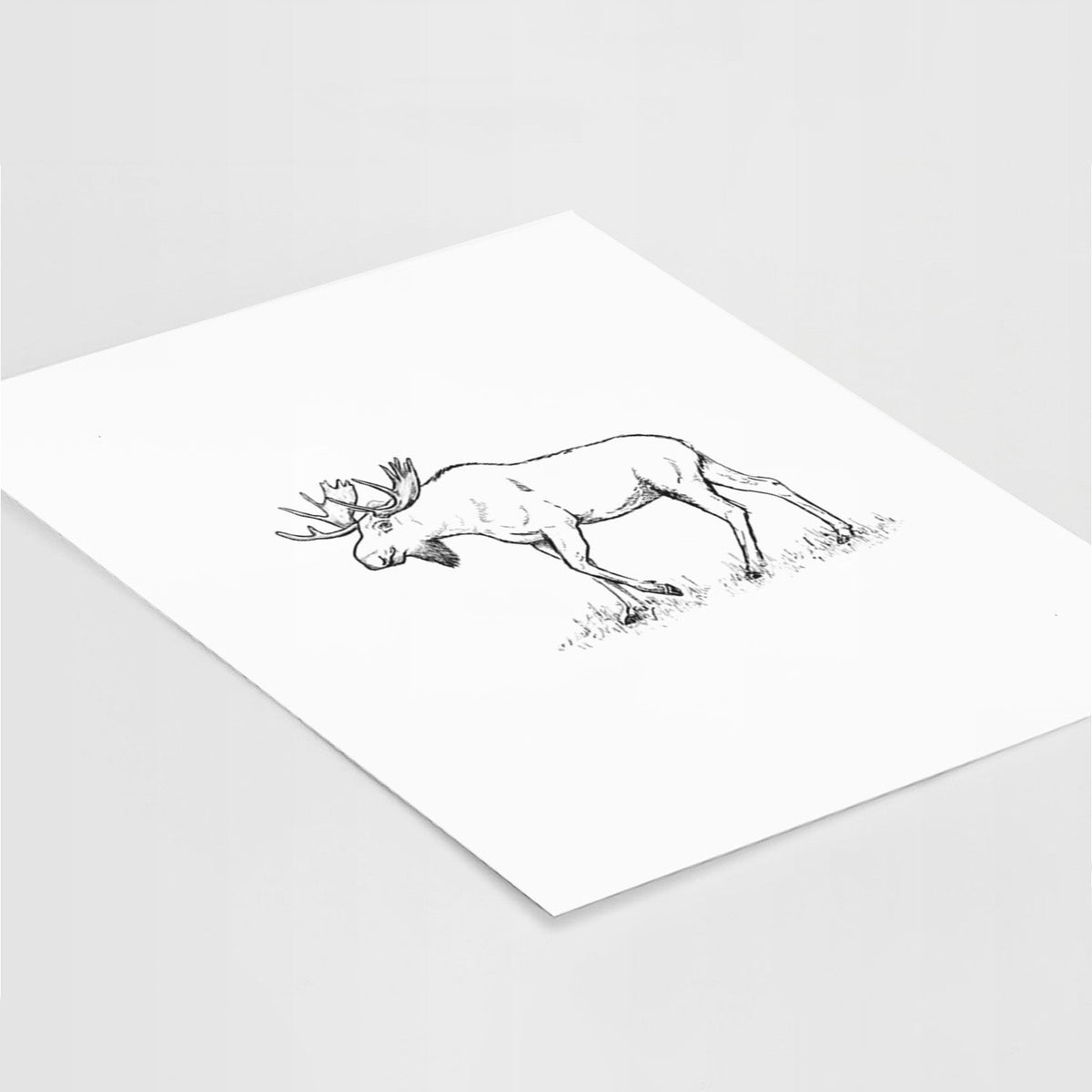 Bull Moose - Alces alces - Fine Art Print