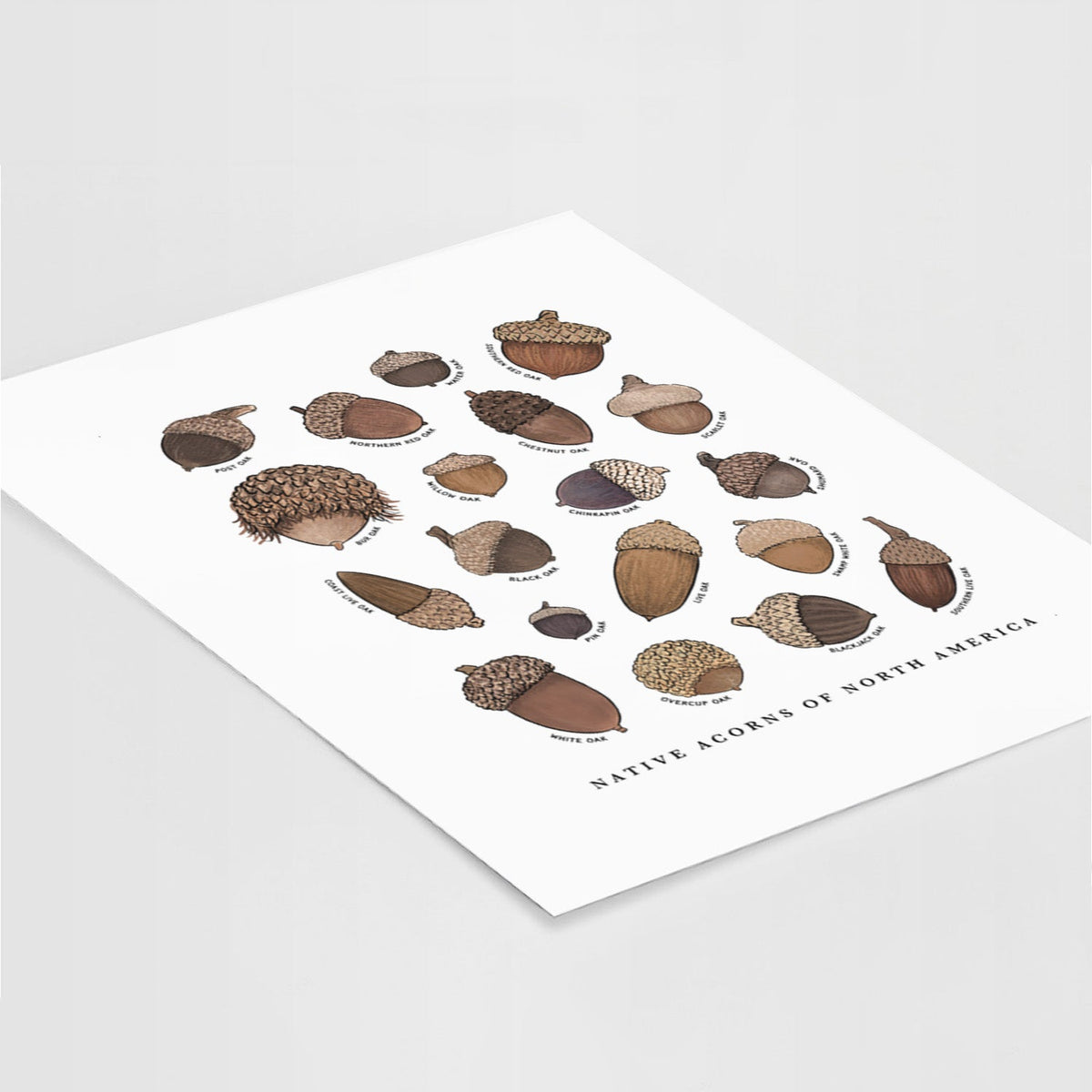 Native Acorns of North America - Fine Art Print
