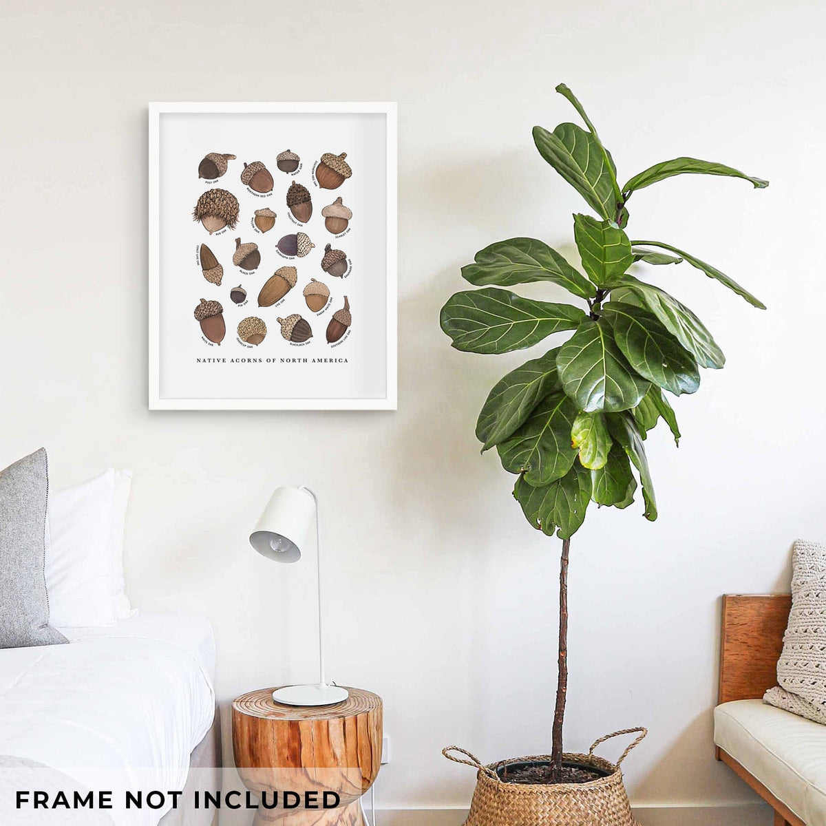 Native Acorns of North America - Fine Art Print