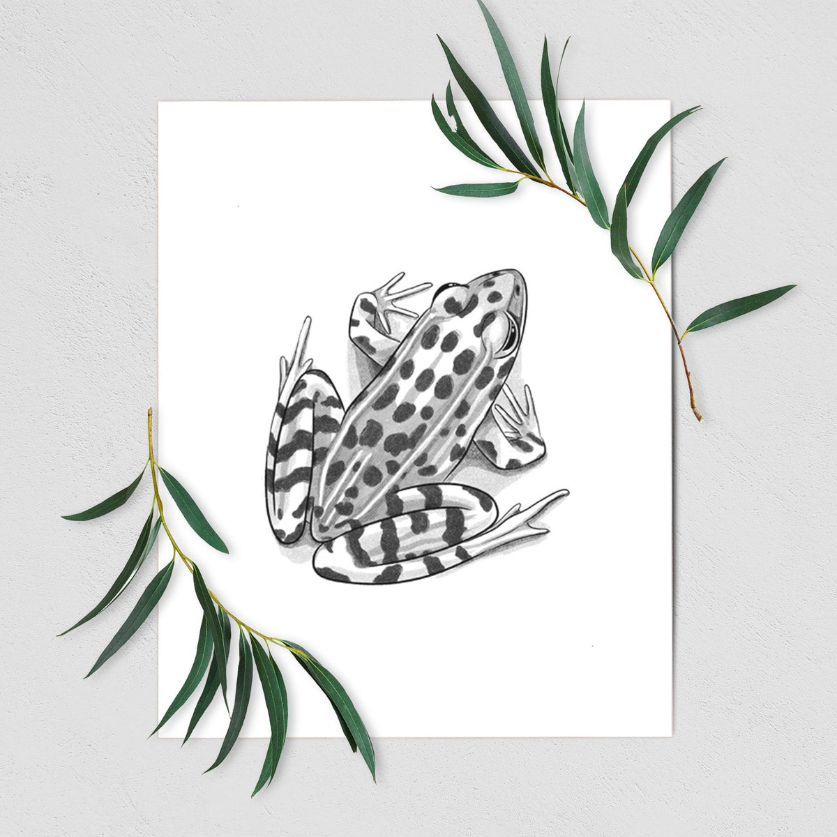 Northern Leopard Frog - Lithobates pipiens - Fine Art Print