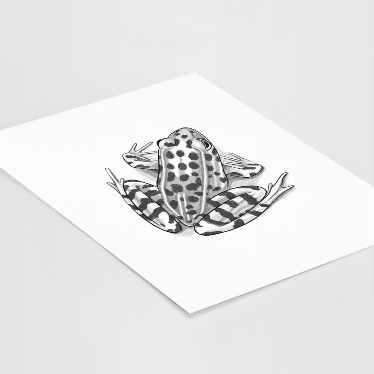 Northern Leopard Frog - Lithobates pipiens - Fine Art Print