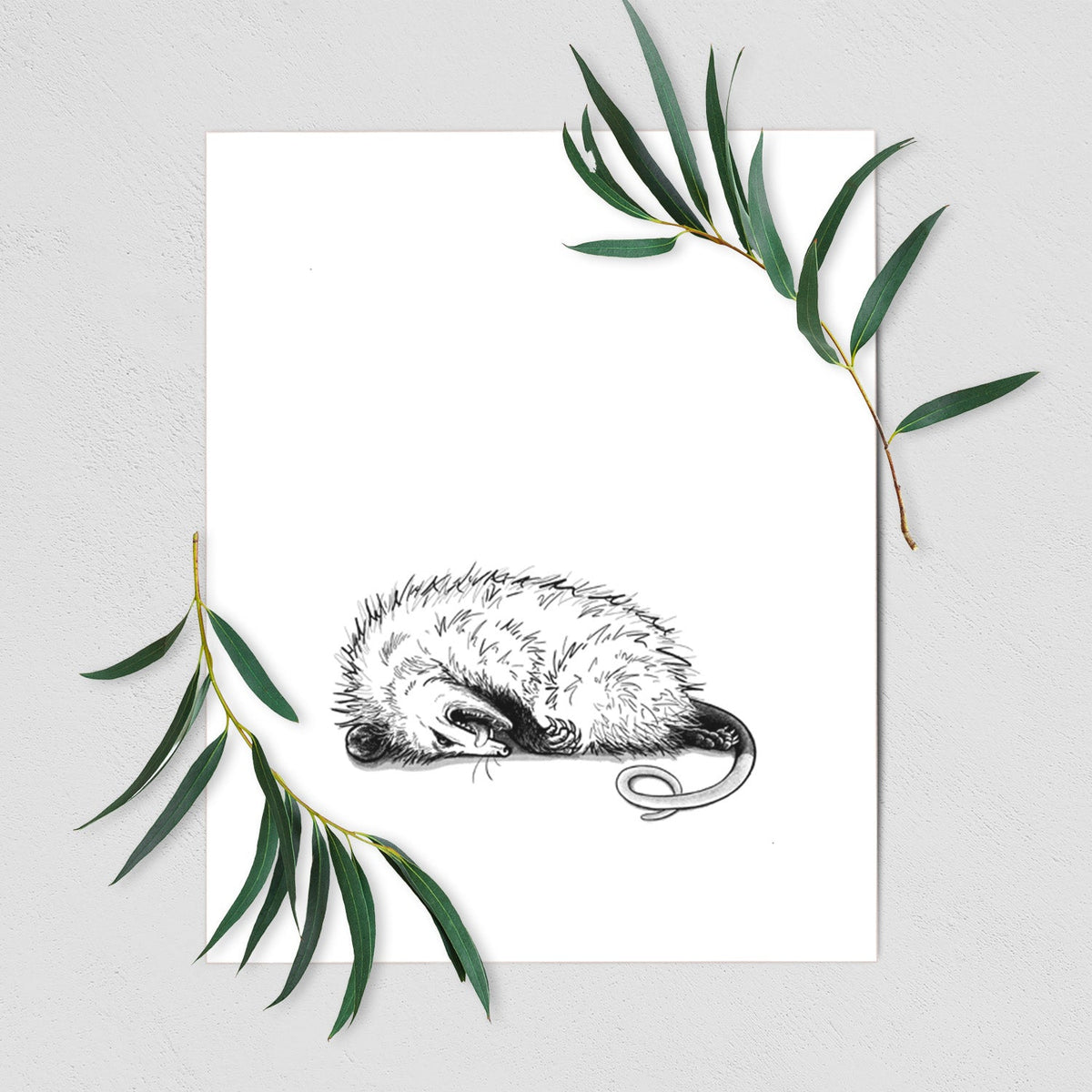 Opossum Playing Dead - Fine Art Print