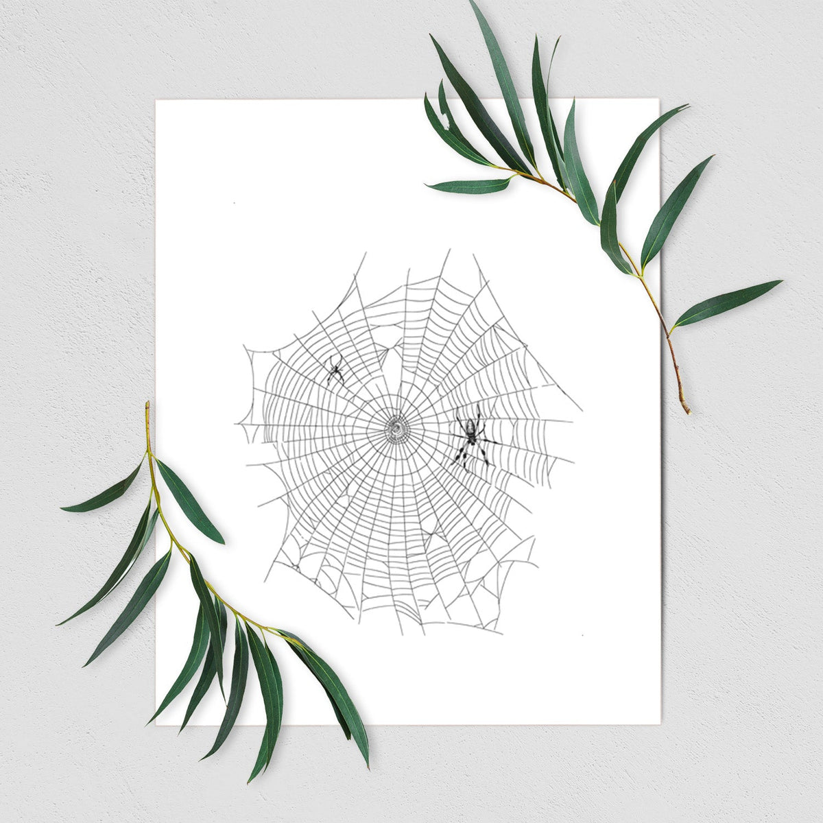 Golden Silk Orb-weaver Spider Web - Trichonephila clavipes - Fine Art Print