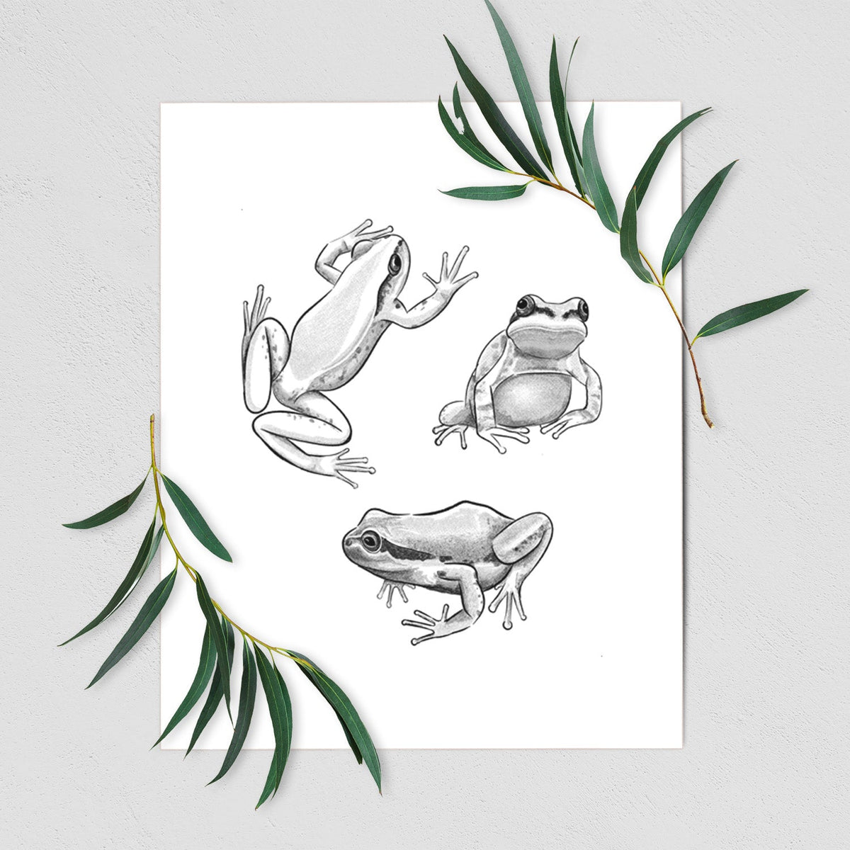 Pacific Tree Frogs - Pseudacris regilla - Fine Art Print