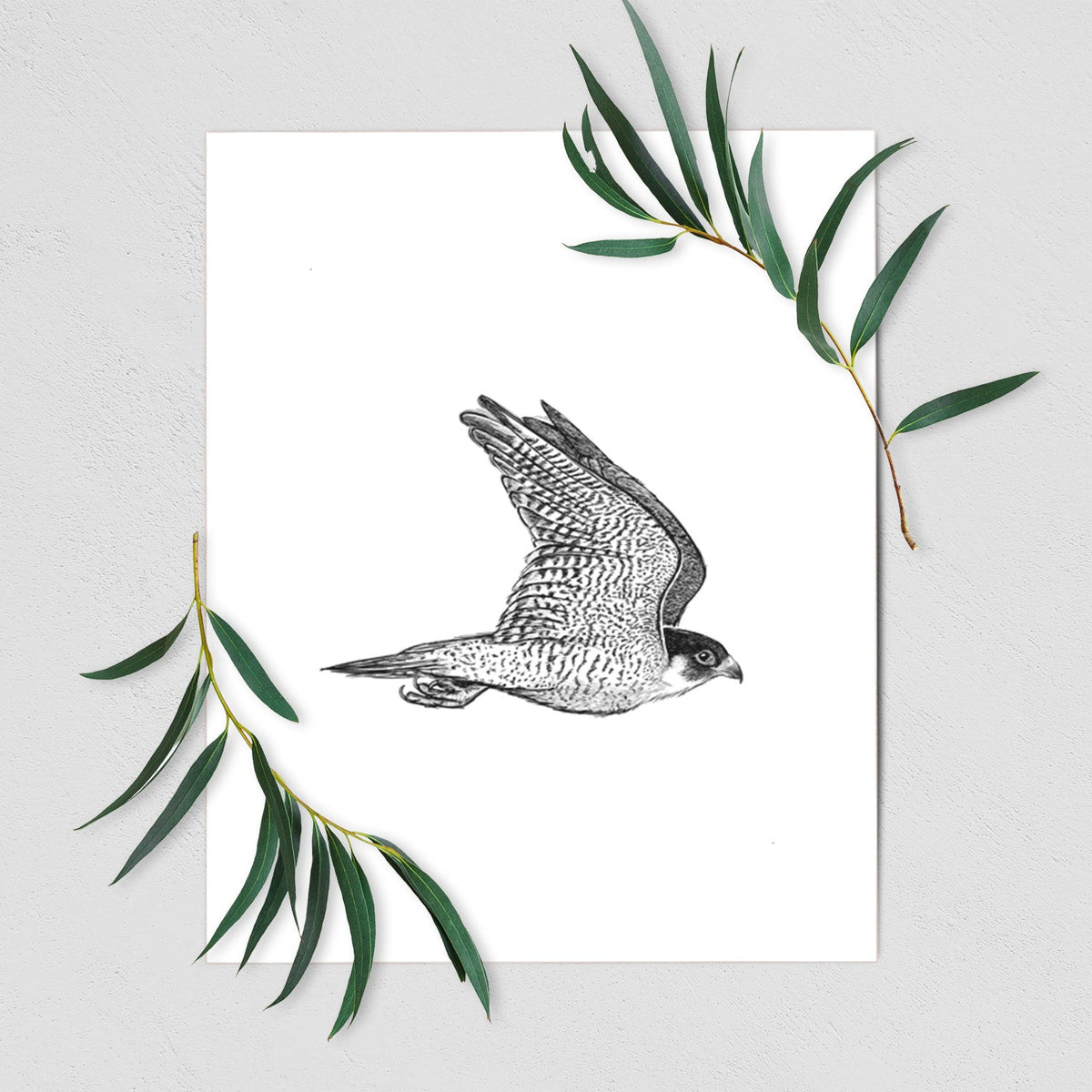 Flying Peregrine - Falco peregrinus - Fine Art Print