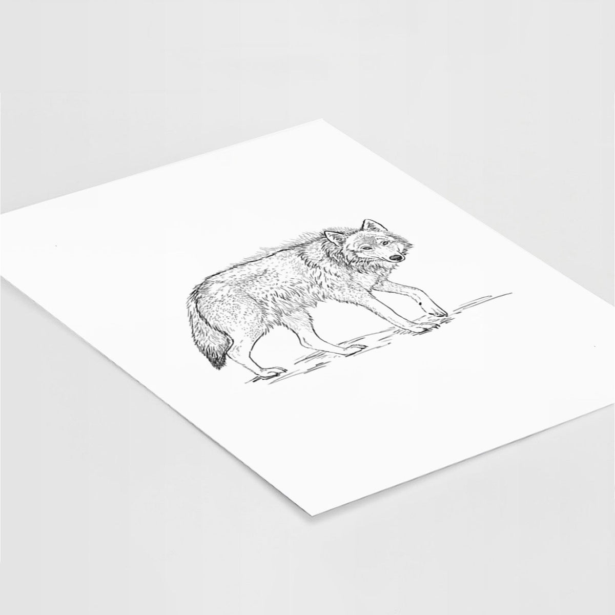 Roaming Grey Wolf - Canis lupus - Fine Art Print