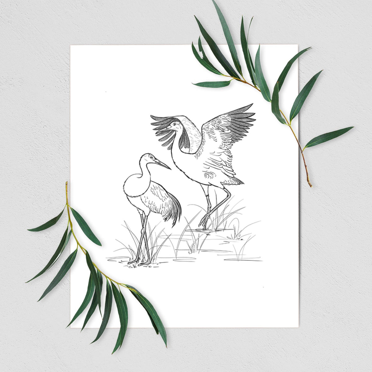 Sandhill Cranes - Grus canadensis - Fine Art Print