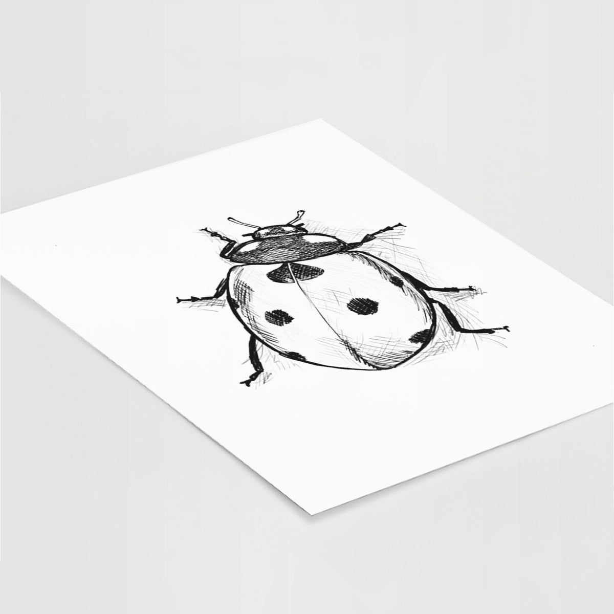 Coccinella septempunctata - Seven-spot Ladybird Ladybug - Fine Art Print
