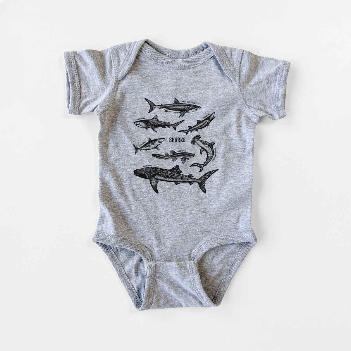 Shark Chart - Baby Fine Jersey Bodysuit