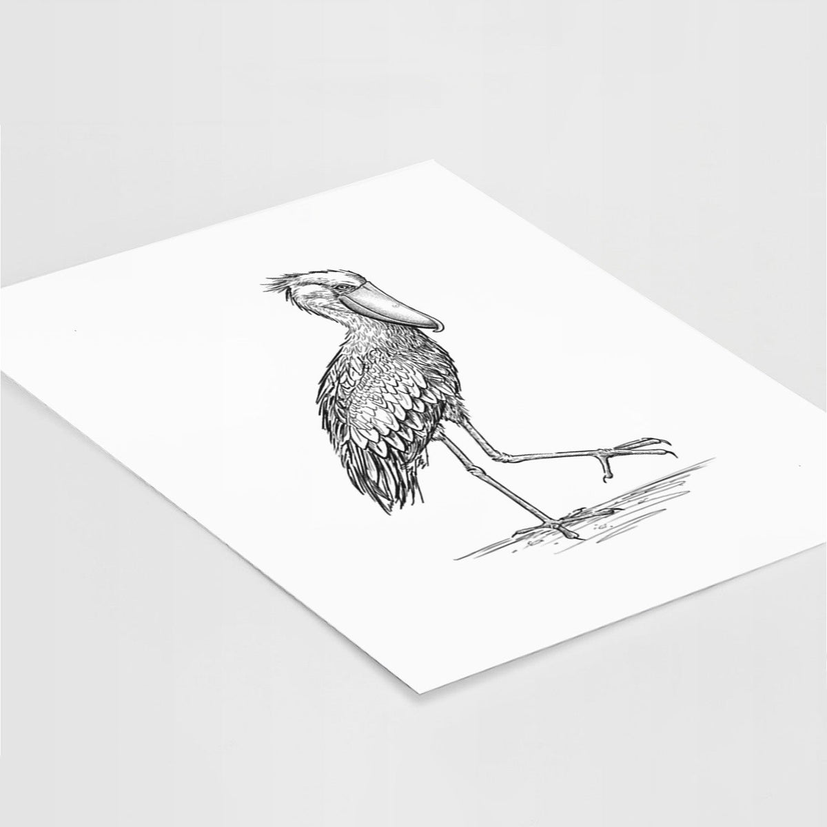 Shoebill Stork - Balaeniceps rex - Fine Art Print