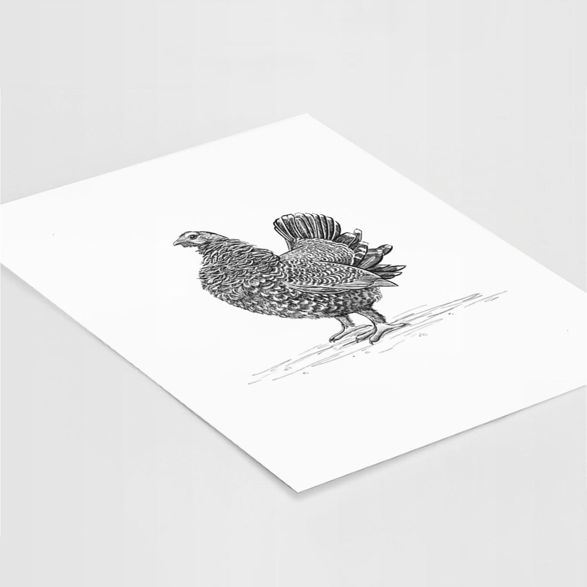 Male Spruce Grouse - Canachites canadensis - Fine Art Print