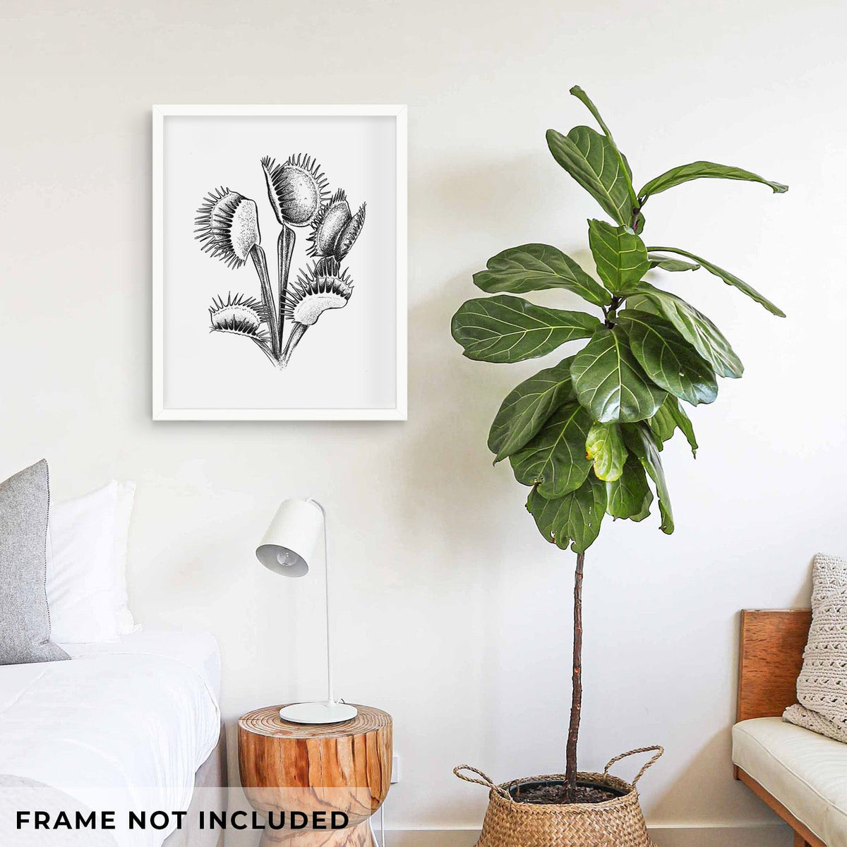 Venus Fly Trap - Dionaea muscipula - Fine Art Print