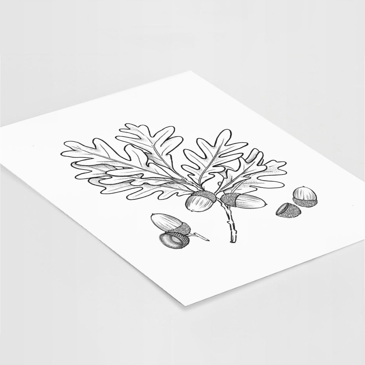 White Oak Branch with Acorns - Quercus alba - Fine Art Print